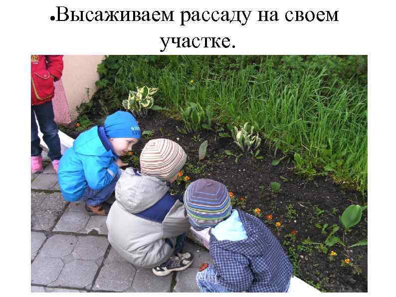 ● Высаживаем рассаду на своем участке. 