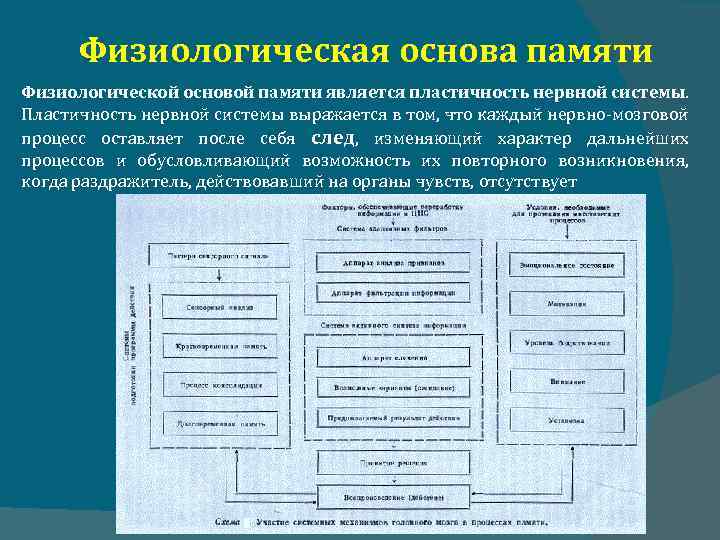 Физиологическая основа памяти Физиологической основой памяти является пластичность нервной системы. Пластичность нервной системы выражается
