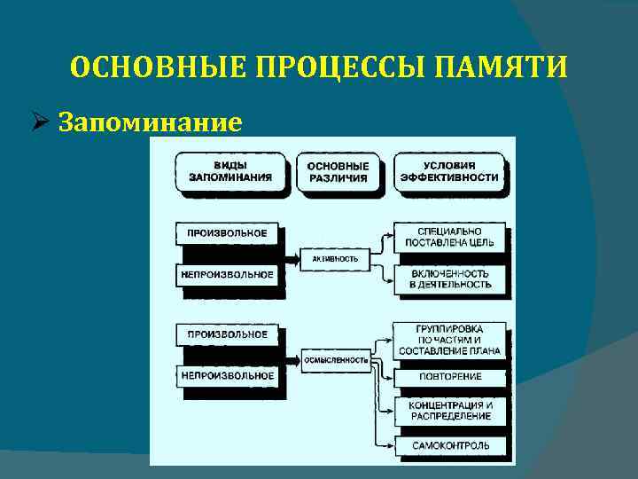 ОСНОВНЫЕ ПРОЦЕССЫ ПАМЯТИ Запоминание 