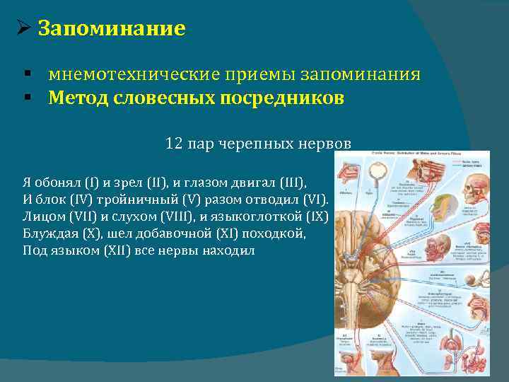  Запоминание § мнемотехнические приемы запоминания § Метод словесных посредников 12 пар черепных нервов
