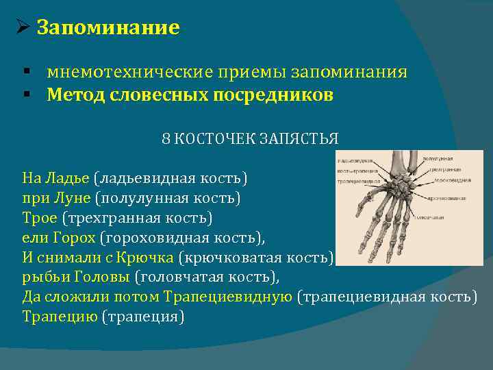  Запоминание § мнемотехнические приемы запоминания § Метод словесных посредников 8 КОСТОЧЕК ЗАПЯСТЬЯ На