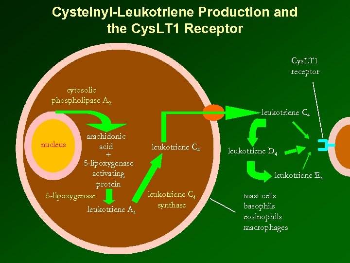 Cysteinyl-Leukotriene Production and the Cys. LT 1 Receptor Cys. LT 1 receptor cytosolic phospholipase