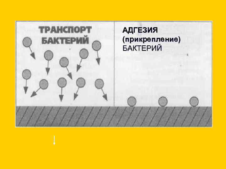 АДГЕЗИЯ (прикрепление) БАКТЕРИЙ 