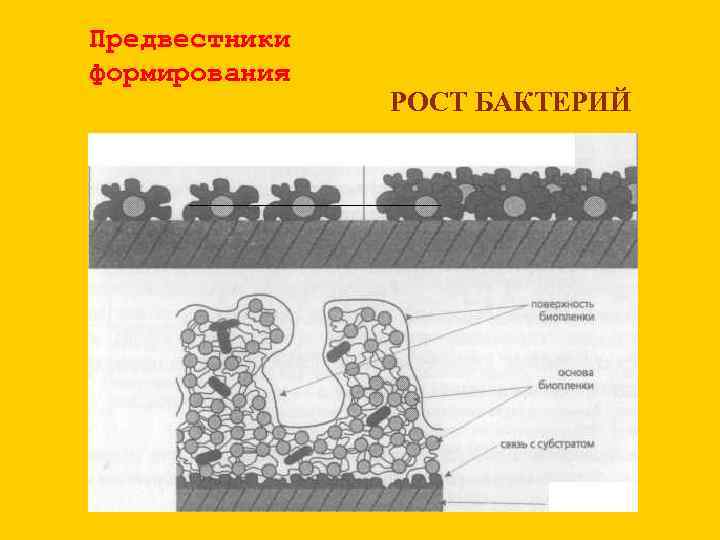 Предвестники формирования РОСТ БАКТЕРИЙ 