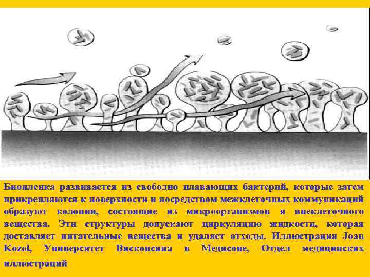 Биопленка развивается из свободно плавающих бактерий, которые затем прикрепляются к поверхности и посредством межклеточных