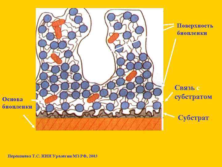 Поверхность биопленки Основа биопленки Связь с субстратом Субстрат Перепанова Т. С. НИИ Урологии МЗ