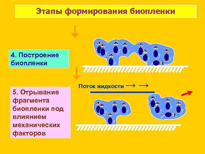 Этапы формирования биопленки 4. Построение биопленки 5. Отрывание фрагмента биопленки под влиянием механических факторов