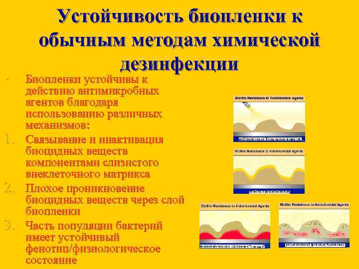  • 1. 2. 3. Устойчивость биопленки к обычным методам химической дезинфекции Биопленки устойчивы