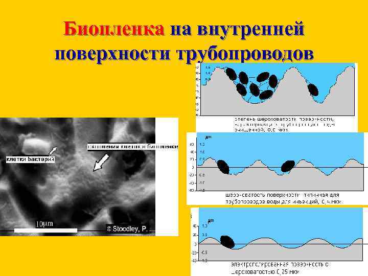Биопленка на внутренней поверхности трубопроводов 