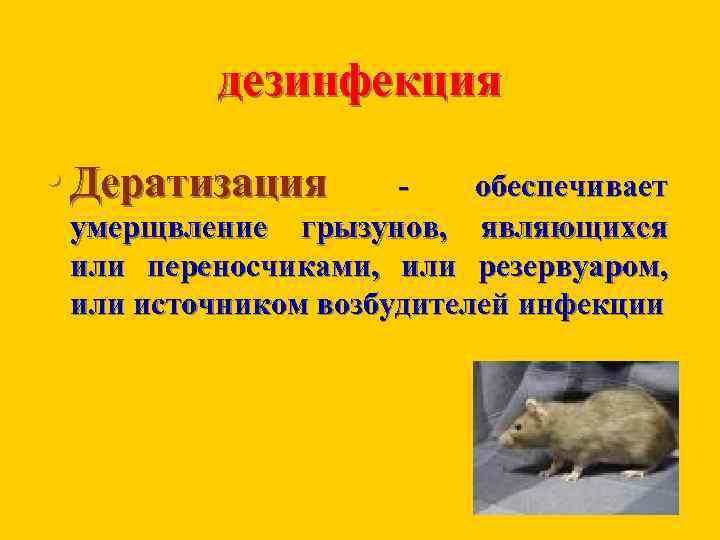 дезинфекция • Дератизация обеспечивает умерщвление грызунов, являющихся или переносчиками, или резервуаром, или источником возбудителей