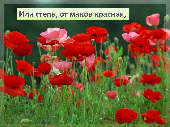Или степь, от маков красная, 