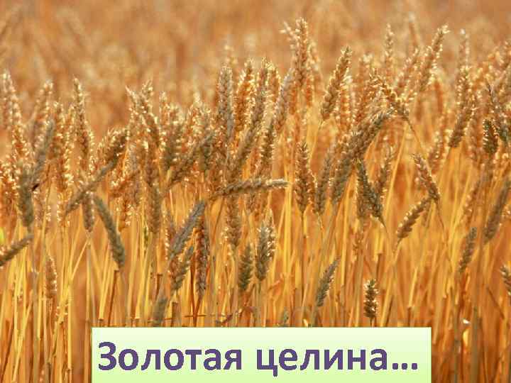 Золотая целина… 