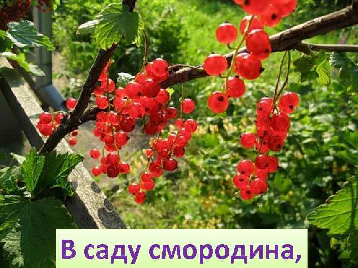 В саду смородина, 