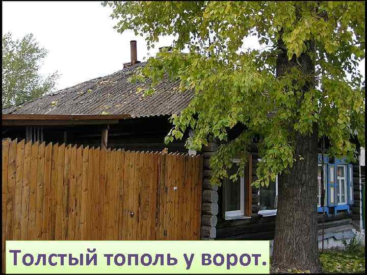 Толстый тополь у ворот. 