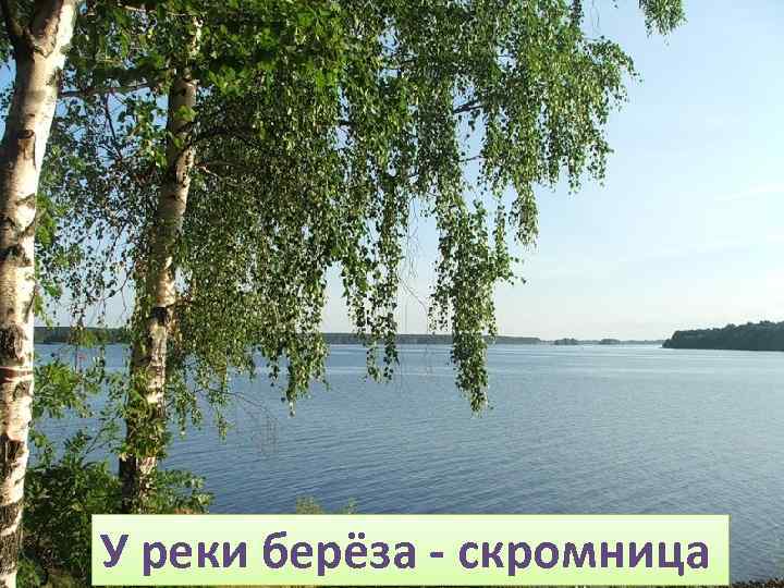У реки берёза - скромница 