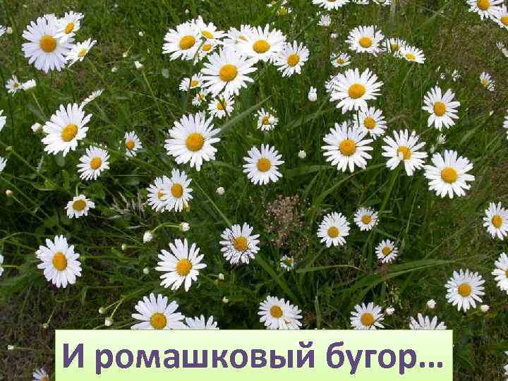 И ромашковый бугор… 