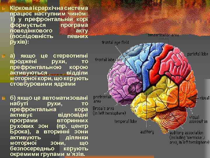 Кіркова ієрархічна система працює наступним чином: 1) у префронтальній корі формується програма поведінкового акту