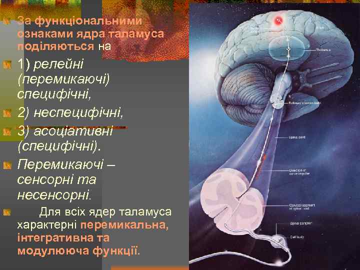 За функціональними ознаками ядра таламуса поділяються на 1) релейні (перемикаючі) специфічні, 2) неспецифічні, 3)