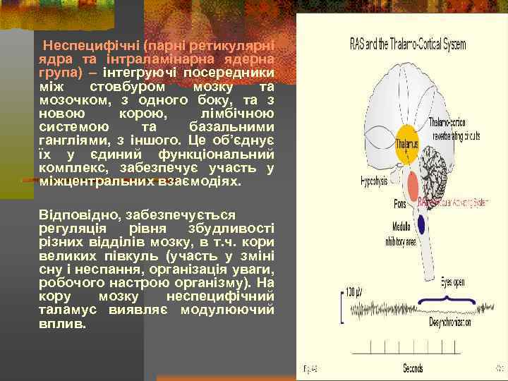 Неспецифічні (парні ретикулярні ядра та інтраламінарна ядерна група) – інтегруючі посередники між стовбуром мозку