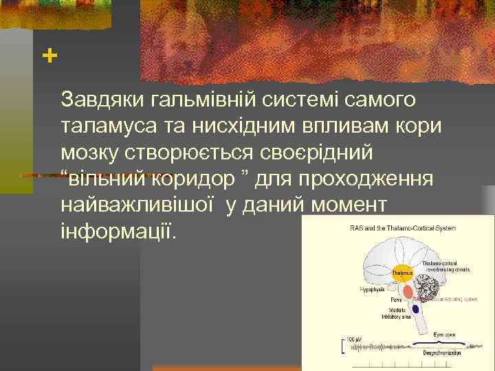 + Завдяки гальмівній системі самого таламуса та нисхідним впливам кори мозку створюється своєрідний “вільний