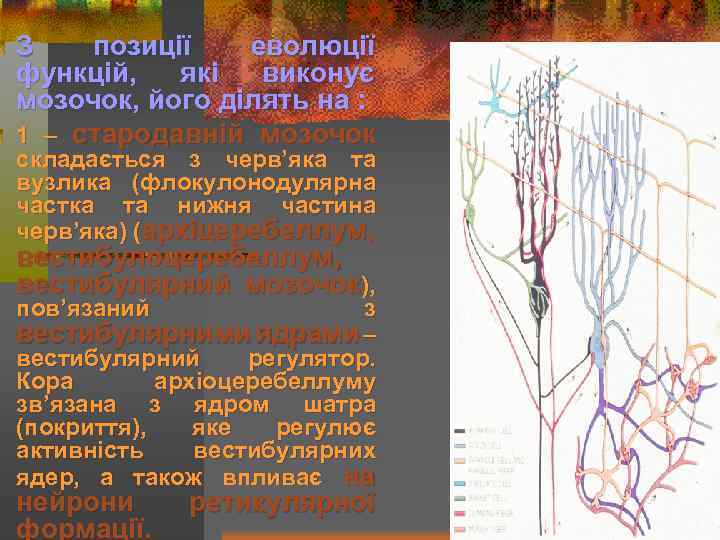 З позиції еволюції функцій, які виконує мозочок, його ділять на : 1 – стародавній