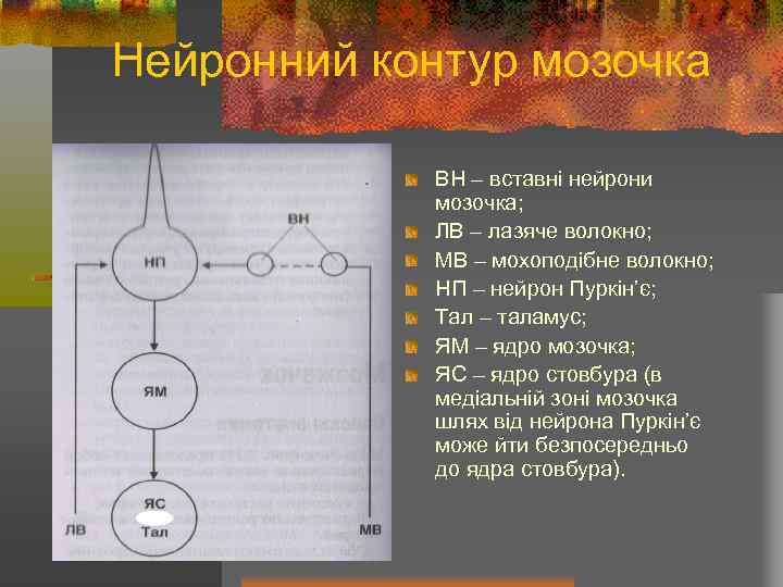 Нейронний контур мозочка ВН – вставні нейрони мозочка; ЛВ – лазяче волокно; МВ –