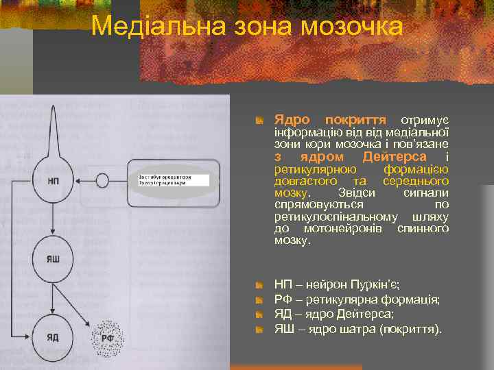 Медіальна зона мозочка Ядро покриття отримує інформацію від медіальної зони кори мозочка і пов’язане