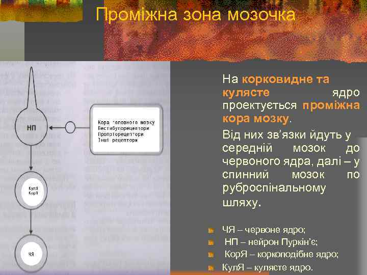 Проміжна зона мозочка На корковидне та кулясте ядро проектується проміжна кора мозку. Від них