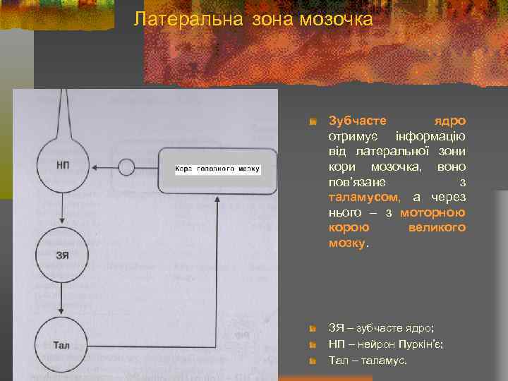 Латеральна зона мозочка Зубчасте ядро отримує інформацію від латеральної зони кори мозочка, воно пов’язане