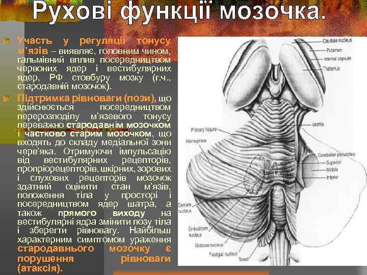 Участь у регуляції тонусу м’язів – виявляє, головним чином, гальмівний вплив посередництвом червоних ядер