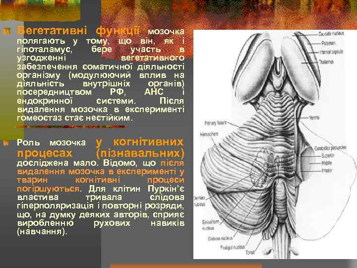 Вегетативні функції мозочка полягають у тому, що він, як і гіпоталамус, бере участь в