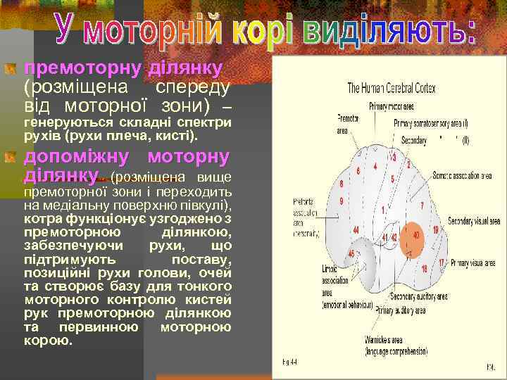 премоторну ділянку (розміщена спереду від моторної зони) – генеруються складні спектри рухів (рухи плеча,