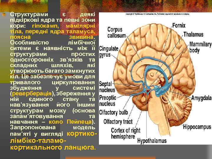 Структурами є деякі підкіркові ядра та певні зони кори: гіпокамп, мамілярні тіла, передні ядра