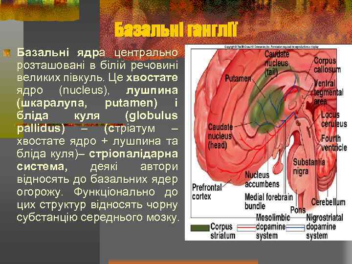 Базальні ганглії Базальні ядра центрально розташовані в білій речовині великих півкуль. Це хвостате ядро