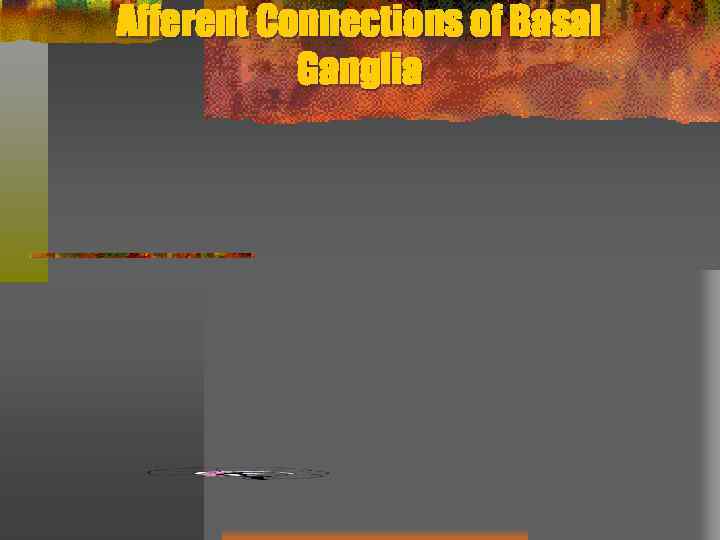 Afferent Connections of Basal Ganglia 