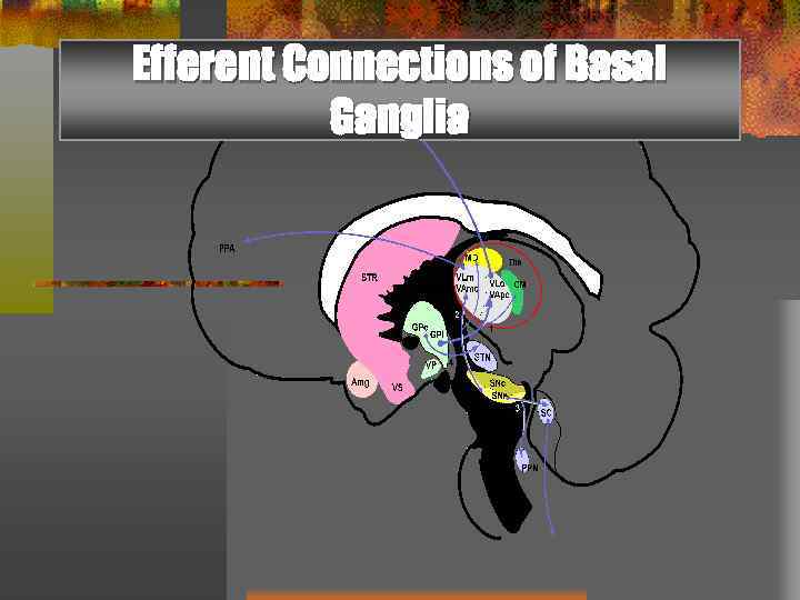 Efferent Connections of Basal Ganglia 