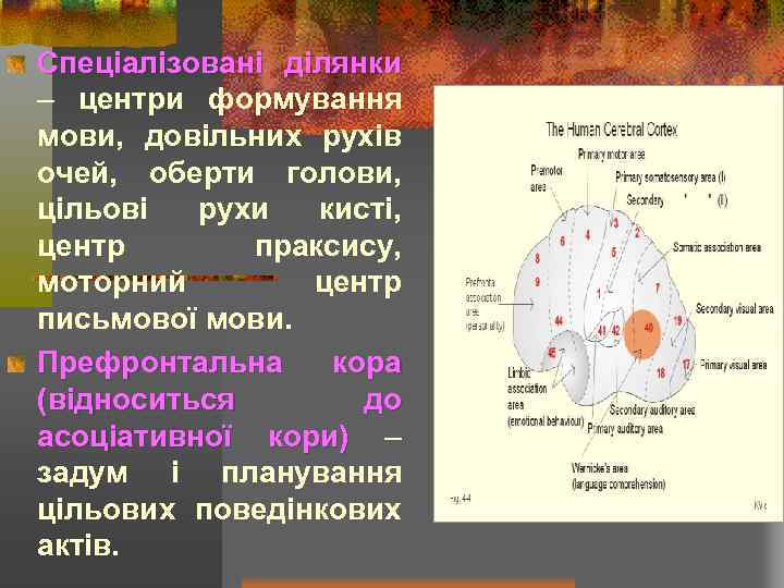 Спеціалізовані ділянки – центри формування мови, довільних рухів очей, оберти голови, цільові рухи кисті,