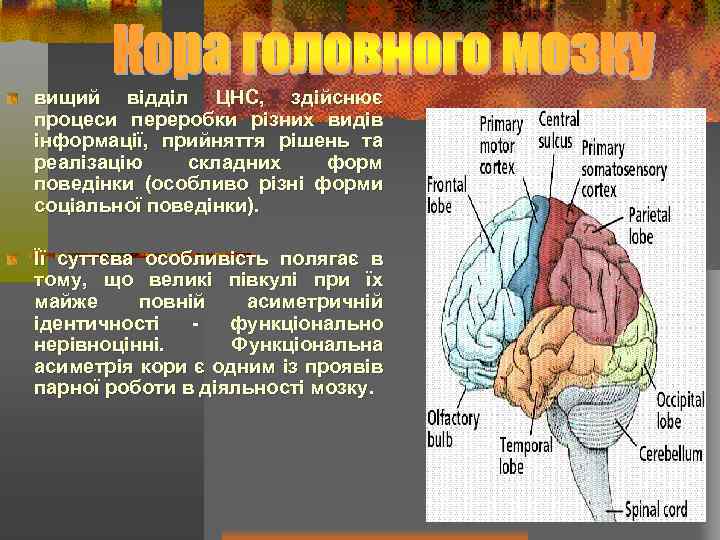 вищий відділ ЦНС, здійснює процеси переробки різних видів інформації, прийняття рішень та реалізацію складних