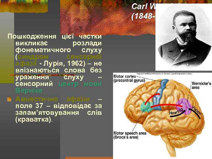 Carl Wernicke (1848 -1905) Пошкодження цієї частки викликає розлади фонематичного слуху (синдром сенсорної афазії