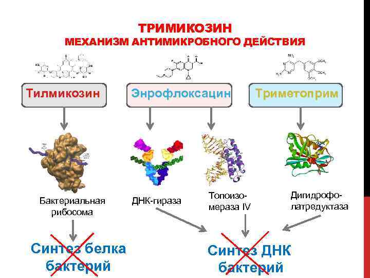 ТРИМИКОЗИН МЕХАНИЗМ АНТИМИКРОБНОГО ДЕЙСТВИЯ Тилмикозин Бактериальная рибосома Синтез белка бактерий Энрофлоксацин ДНК-гираза Топоизомераза IV