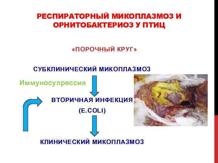 РЕСПИРАТОРНЫЙ МИКОПЛАЗМОЗ И ОРНИТОБАКТЕРИОЗ У ПТИЦ «ПОРОЧНЫЙ КРУГ» СУБКЛИНИЧЕСКИЙ МИКОПЛАЗМОЗ Иммуносупрессия ВТОРИЧНАЯ ИНФЕКЦИЯ (E.