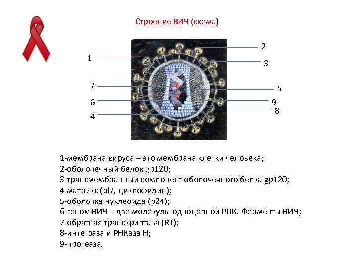 Строение ВИЧ (схема) 2 1 7 6 4 3 5 9 8 1 -мембрана