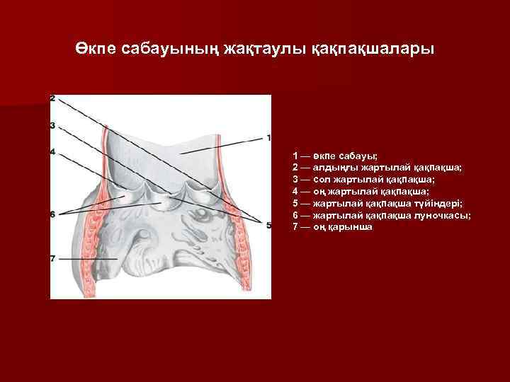 Өкпе сабауының жақтаулы қақпақшалары 1 — өкпе сабауы; 2 — алдыңғы жартылай қақпақша; 3
