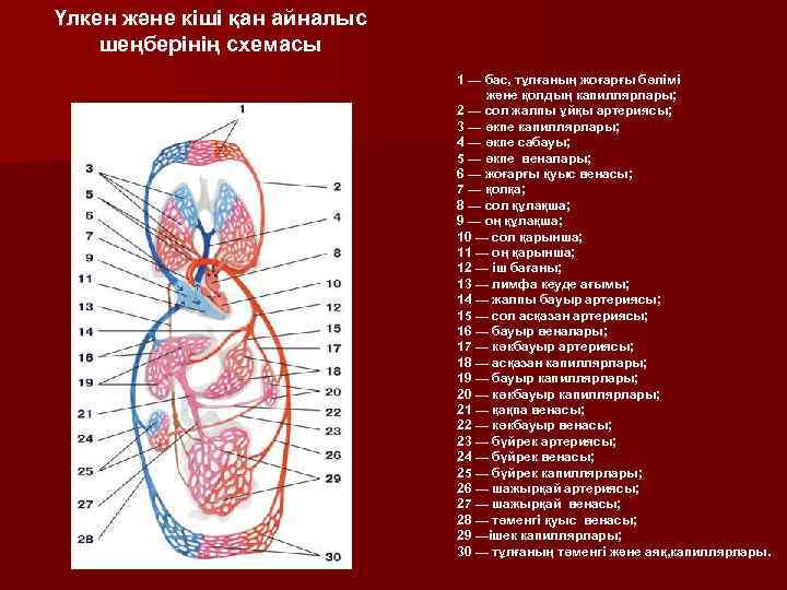 Үлкен және кіші қан айналыс шеңберінің схемасы 1 — бас, тұлғаның жоғарғы бөлімі және