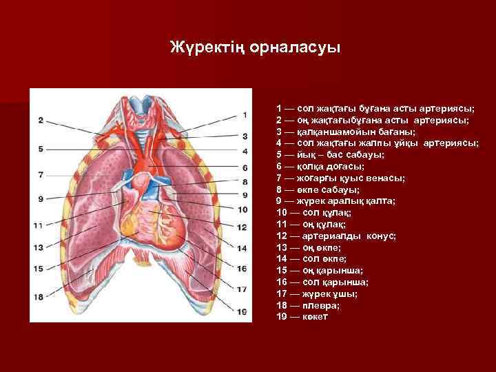 Жаралы жүрек картинка