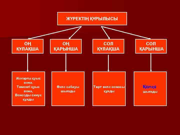 ЖҮРЕКТІҢ ҚҰРЫЛЫСЫ ОҢ ҚҰЛАҚША Жоғарғы қуыс вена. Төменгі қуыс вена, Венозды синус құяды ОҢ