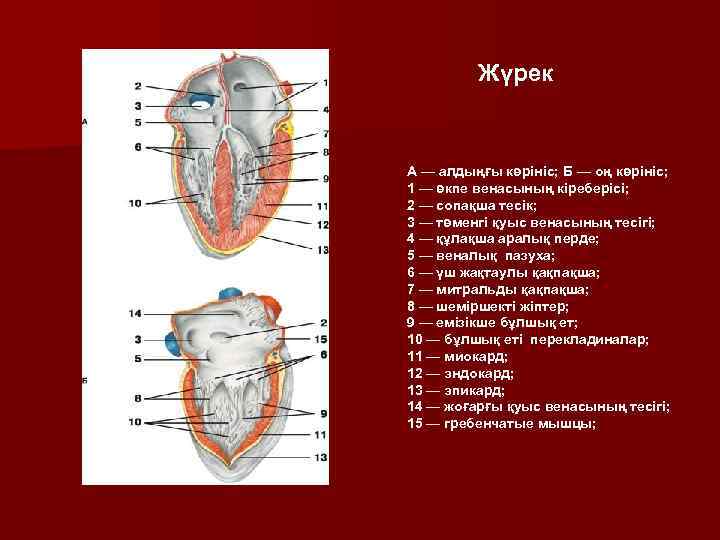 Жүрек А — алдыңғы көрініс; Б — оң көрініс; 1 — өкпе венасының кіреберісі;