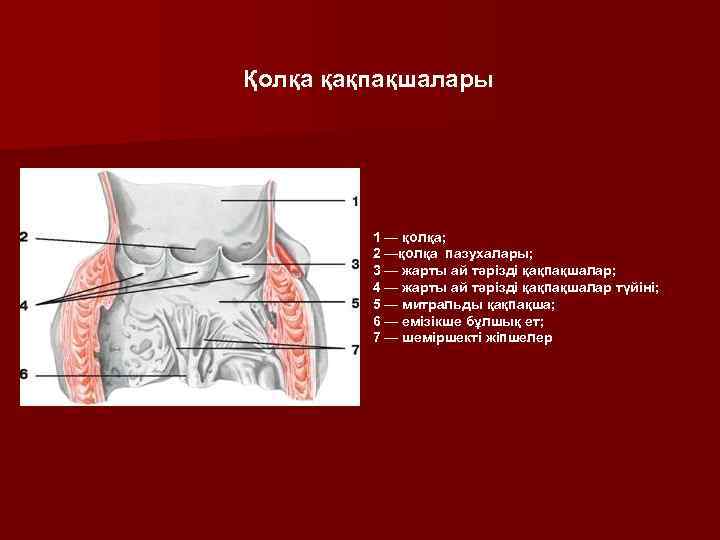Қолқа қақпақшалары 1 — қолқа; 2 —қолқа пазухалары; 3 — жарты ай тәрізді қақпақшалар;