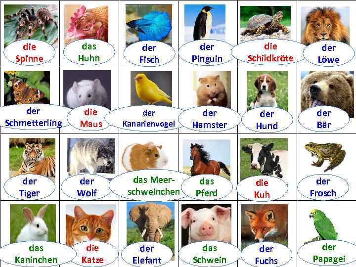 die Spinne der Schmetterling der Tiger das Kaninchen das Huhn der Fisch der Pinguin