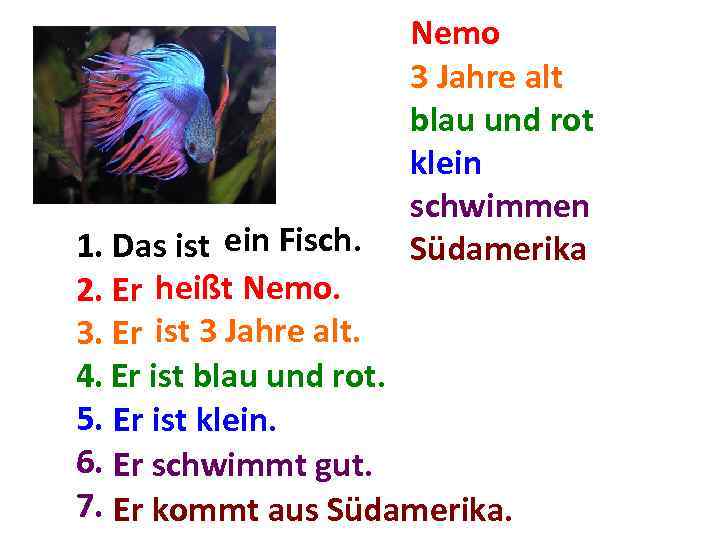 Nemo 3 Jahre alt blau und rot klein schwimmen Südamerika ein 1. Das ist.